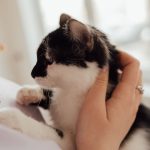 Woman gently holding a black and white cat close to her chest indoors.