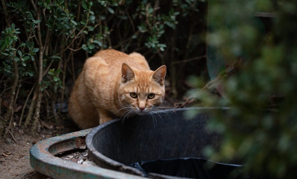 cat, feral cat, orange cat, feline, pet, nature, whiskers, animal