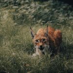 Curious wild lynx with red fur sitting among green grass and observing environment while hunting in nature in daytime