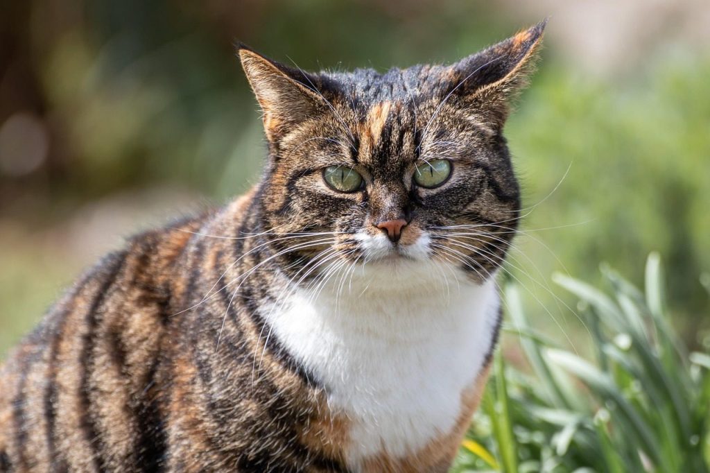 cat, animal, whiskers, cat face, grass, nature, portrait, domestic cat, pet, cat portrait, green, brown