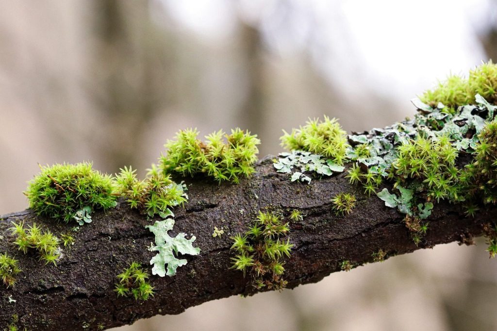 moss, branches, tree, nature, weave, green, forest, moss, moss, moss, moss, moss, nature, nature, nature