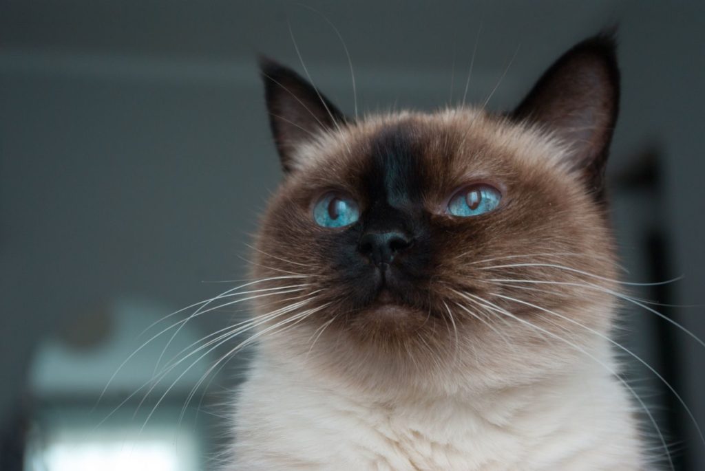 A striking close-up of a Siamese cat with captivating blue eyes, showcasing its distinct facial features.