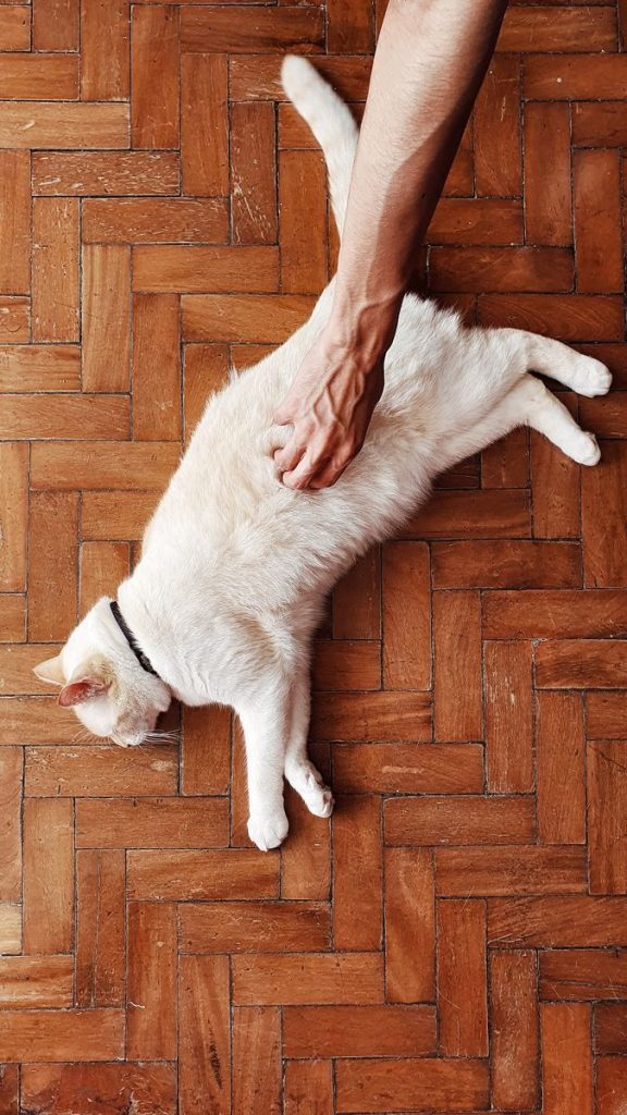 A fluffy white cat enjoys a gentle petting on a warm wooden parquet floor.