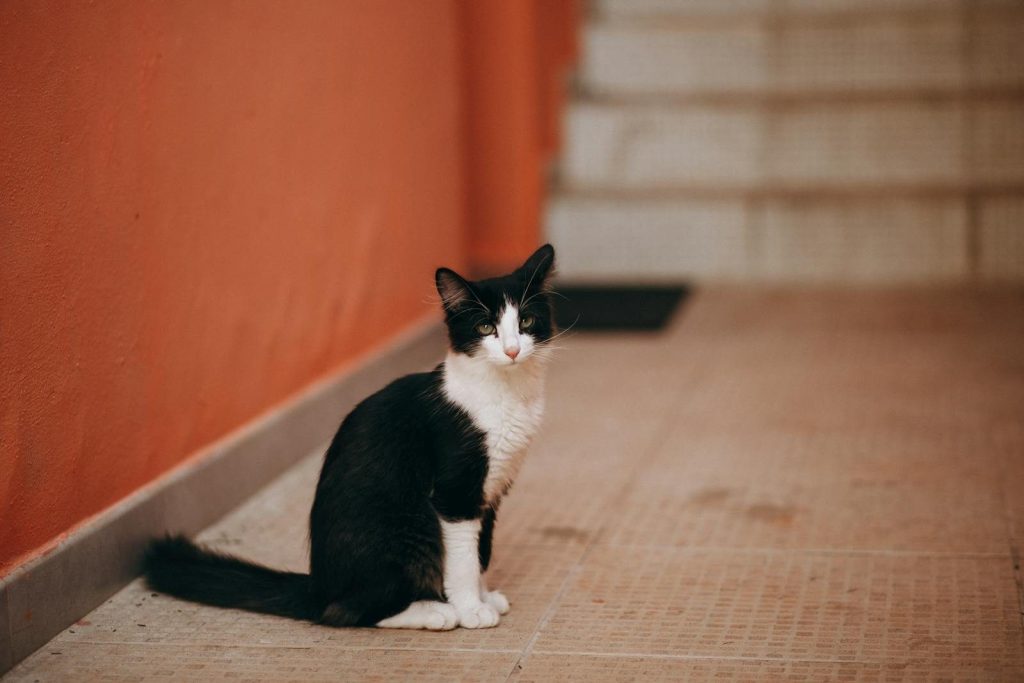 A black and white cat sitting in a hallway with an orange wall, exuding a calm demeanor.