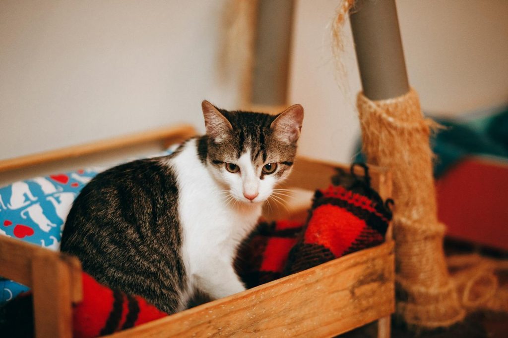 Cute tabby cat comfortably sitting in a wooden box with cozy blankets indoors.