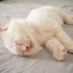 short-furred white kitten lying on bed