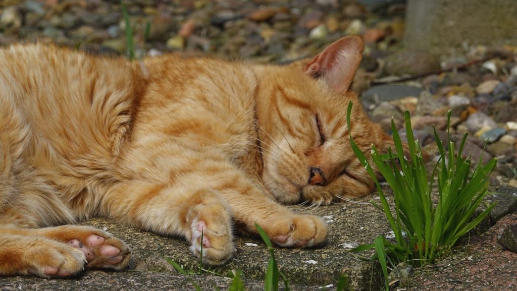 An orange tabby cat sleeps peacefully outdoors.