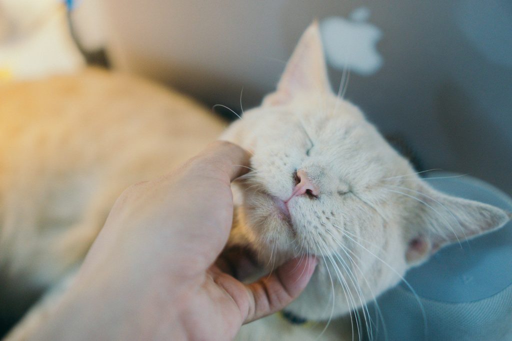 a person holding a cat