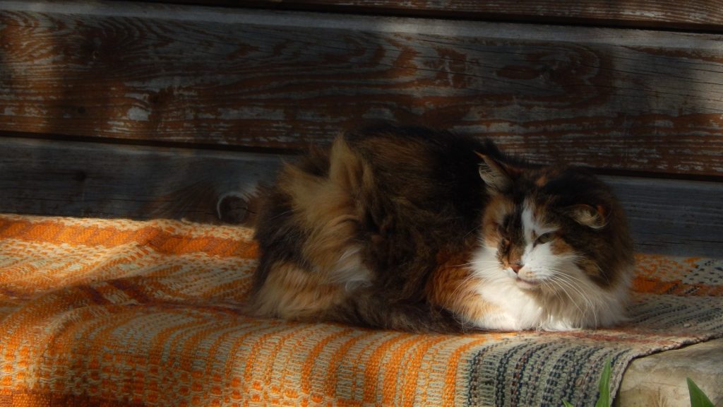 A fluffy calico cat rests on a striped blanket.