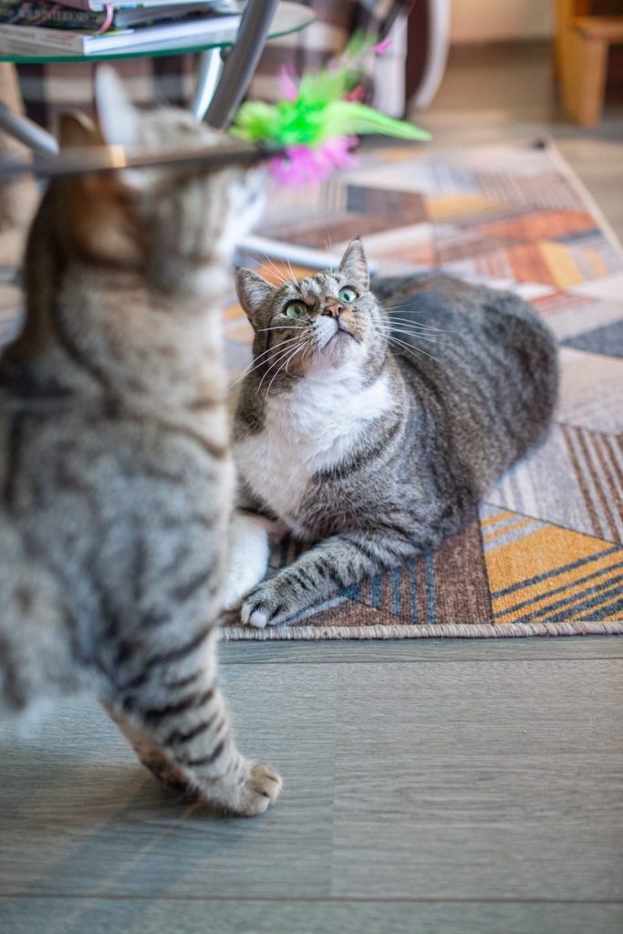 Two cats play with a toy together.