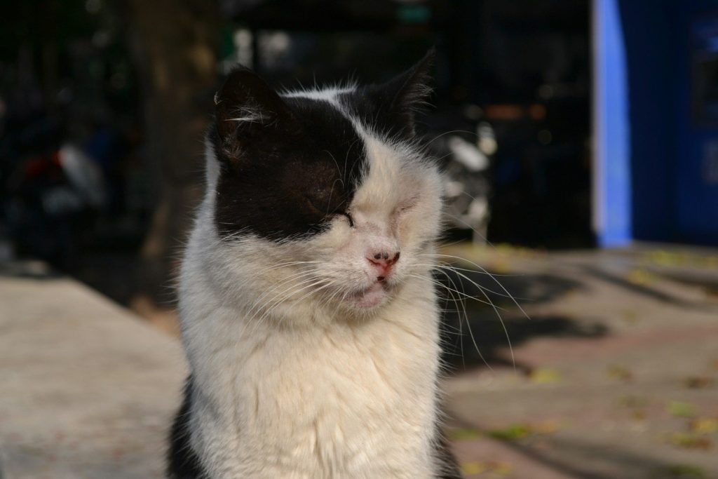 a cat with its mouth open