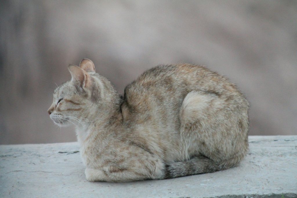 a cat lying down