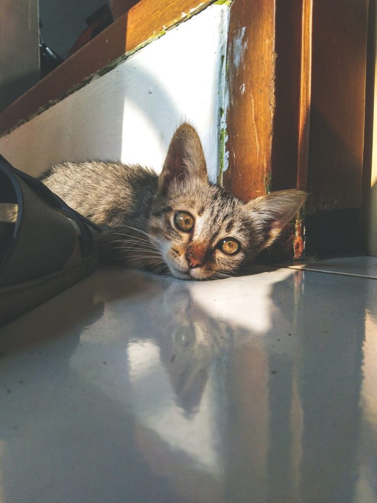 brown tabby cat on white wooden table