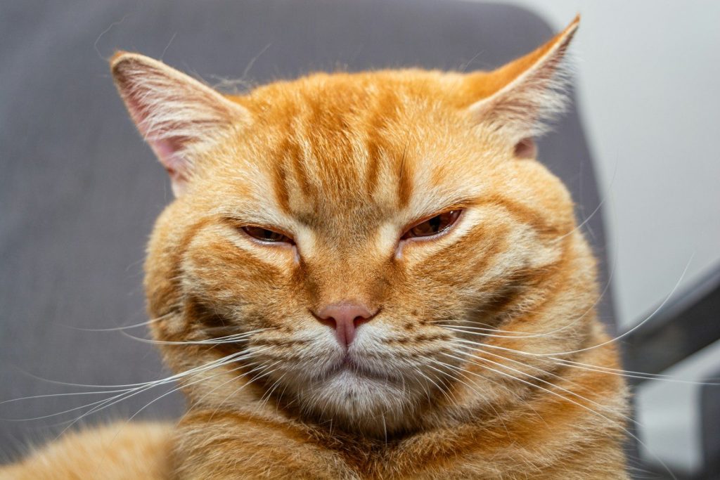 a close up of a cat laying on a chair