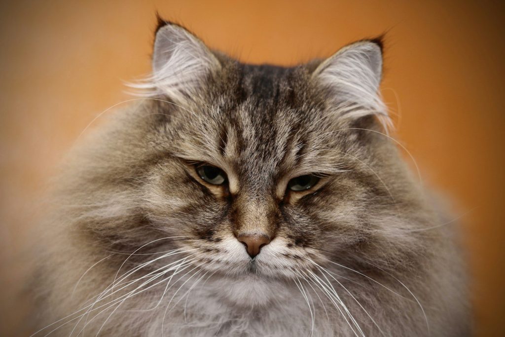 a cat looking at the camera