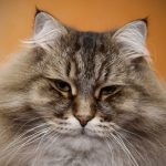 a cat looking at the camera