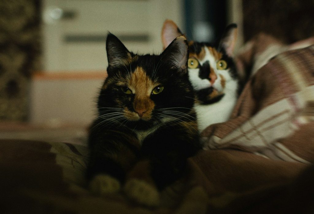 A couple of cats sitting on top of a couch