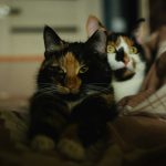 A couple of cats sitting on top of a couch