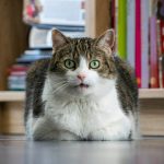 white and brown cat on white table