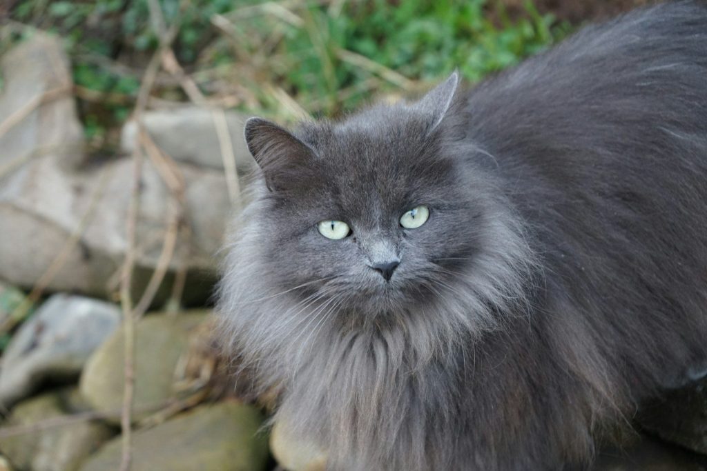 a long haired gray cat with green eyes