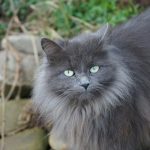 a long haired gray cat with green eyes