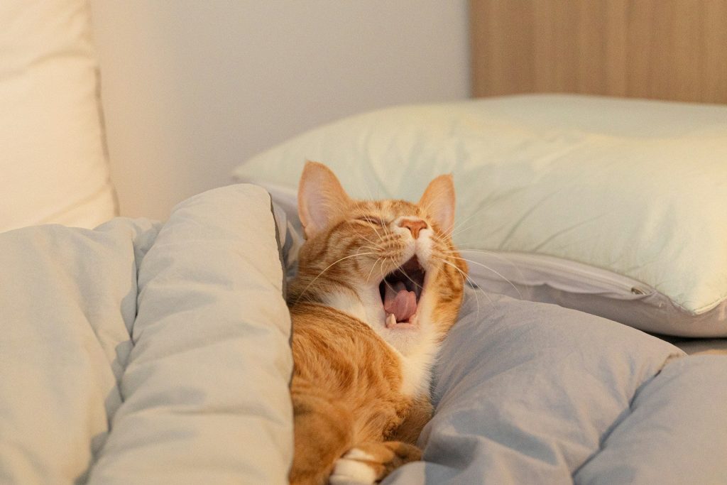 an orange and white cat yawning on a bed