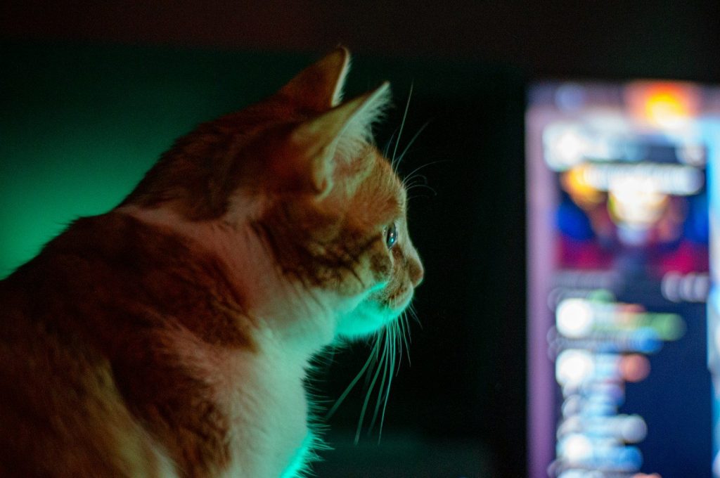 A cat sitting in front of a computer monitor