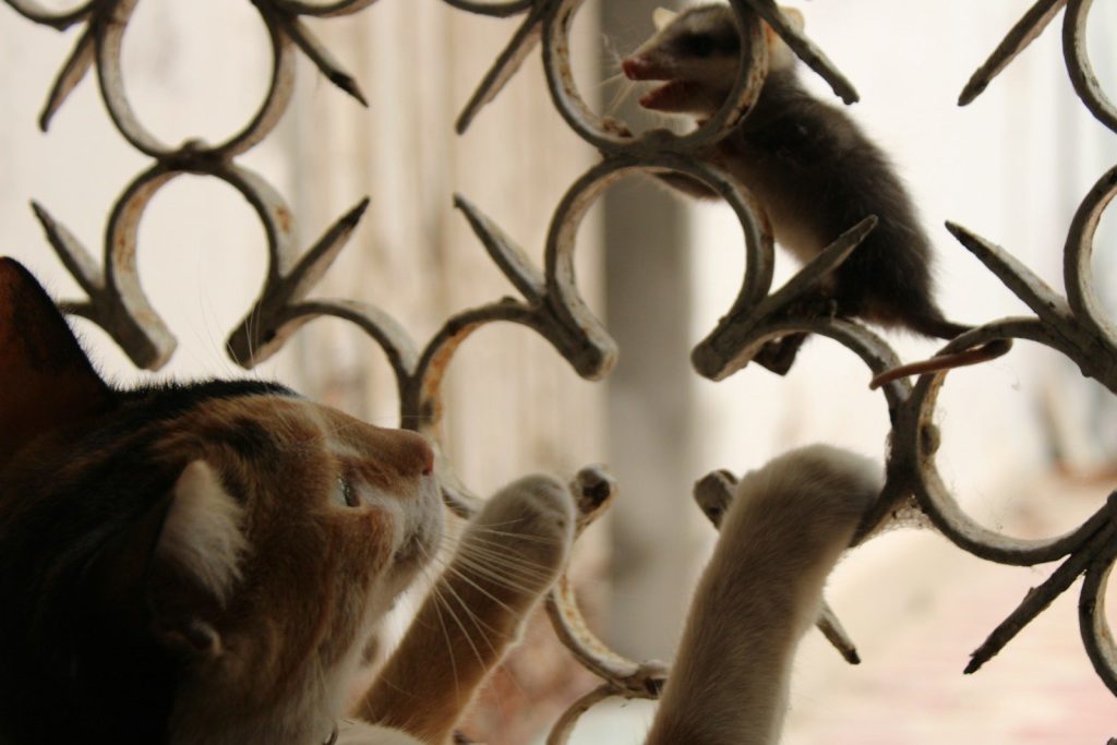 A cat looking out a window at a mouse