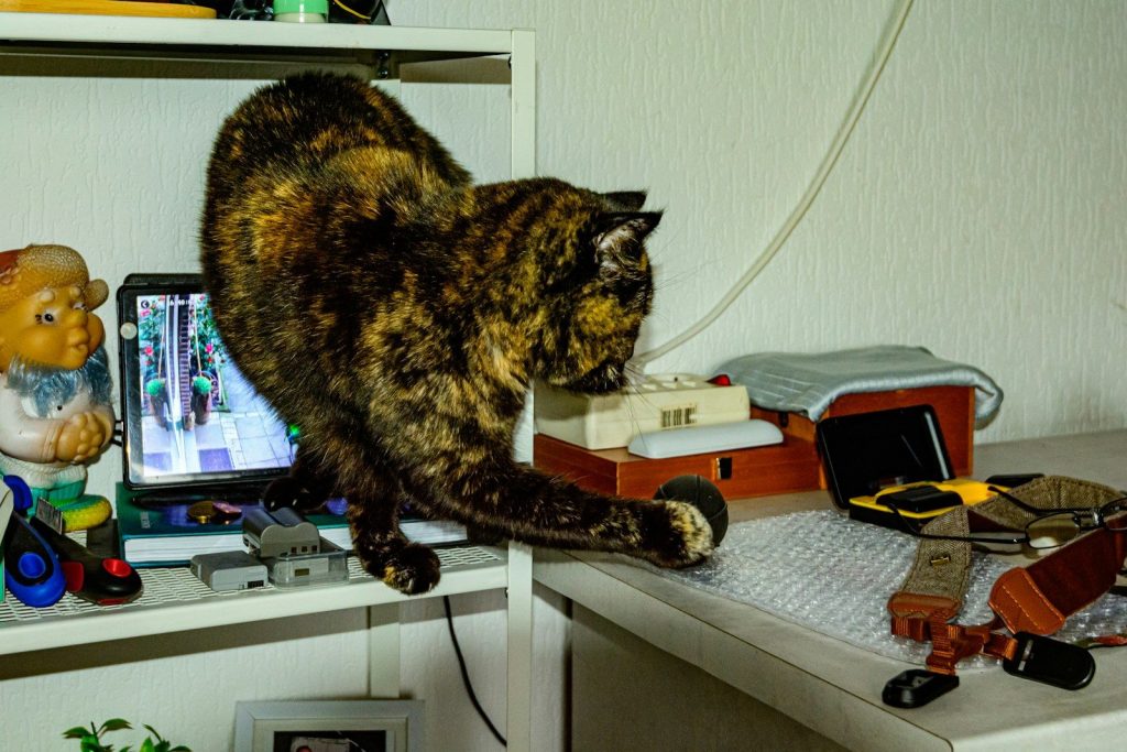 A tortoiseshell cat reaches for a keyboard on a desk.