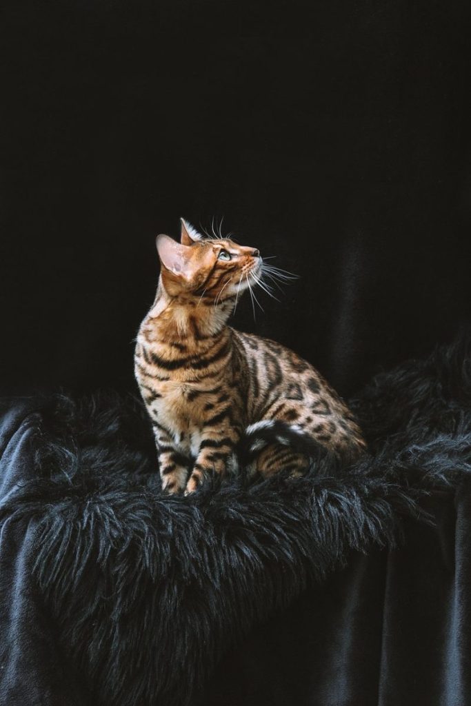 bengal cat, cat, pet, animal, domestic cat, nature, domestic animal, feline, mammal, portrait, aesthetic wallpaper, phone wallpaper