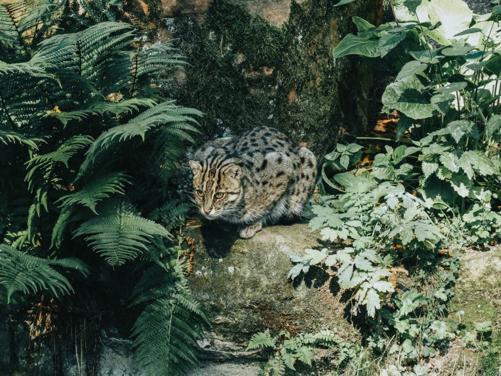 A fishing cat perched on a rock amidst lush greenery in the wild.