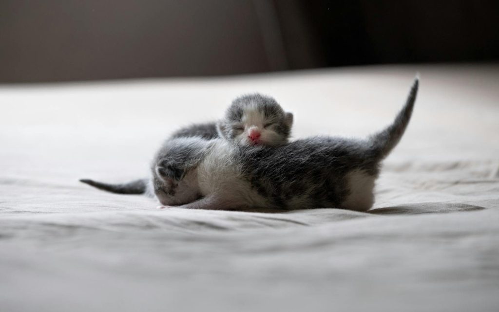 Close-up of two tiny newborn kittens snuggled together, sleeping quietly on a soft surface.