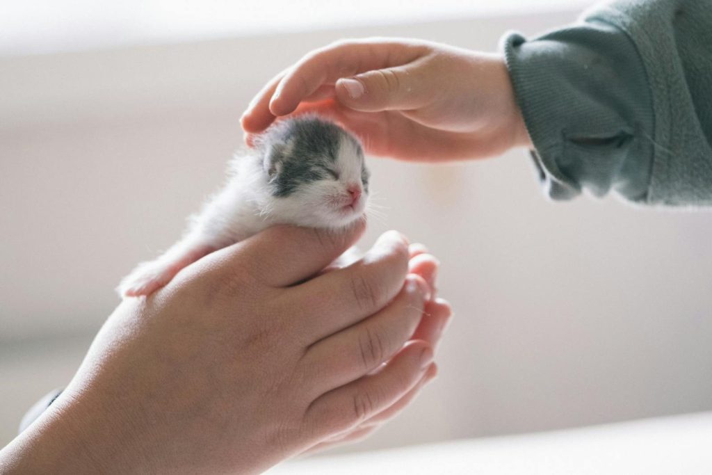 A comforting close-up of hands gently cradling a newborn kitten with care.