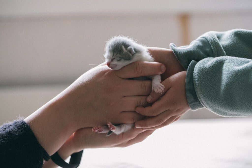 Tender hands cradle a tiny, newborn kitten. Perfect for themes of care and compassion.