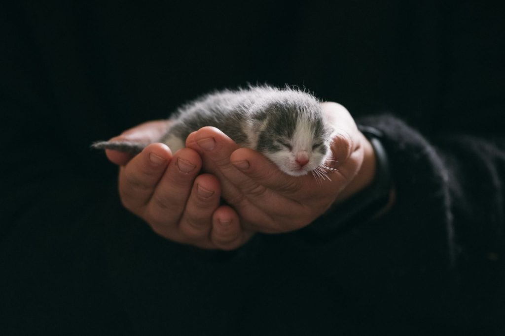 A close-up of hands gently holding a newborn kitten against a dark background, exuding warmth and care.