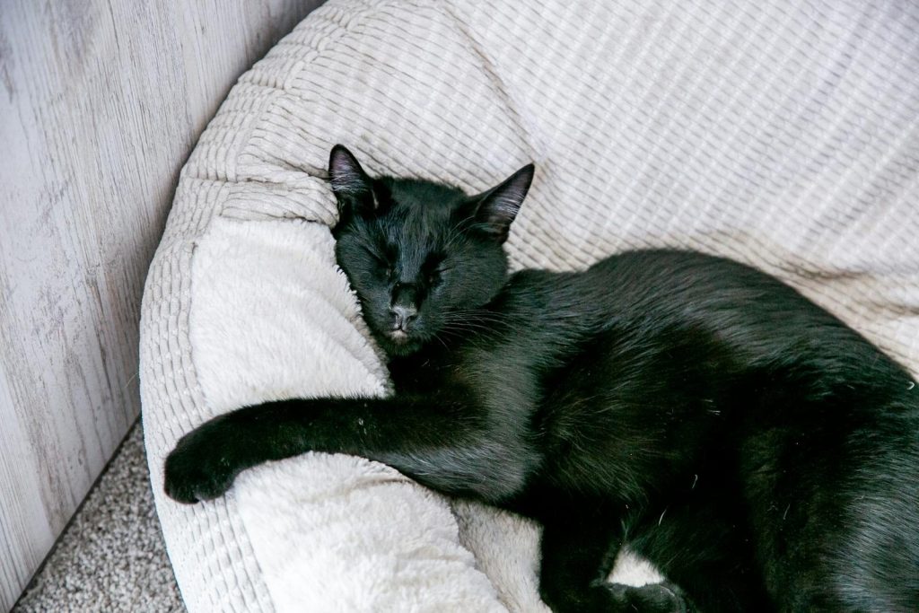 A serene black cat rests comfortably on a plush beige cushion indoors.