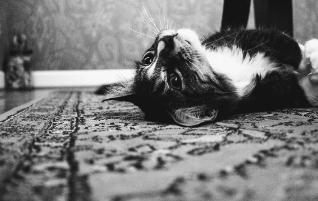 Adorable cat lies on a patterned rug in a cozy indoors black and white setting.