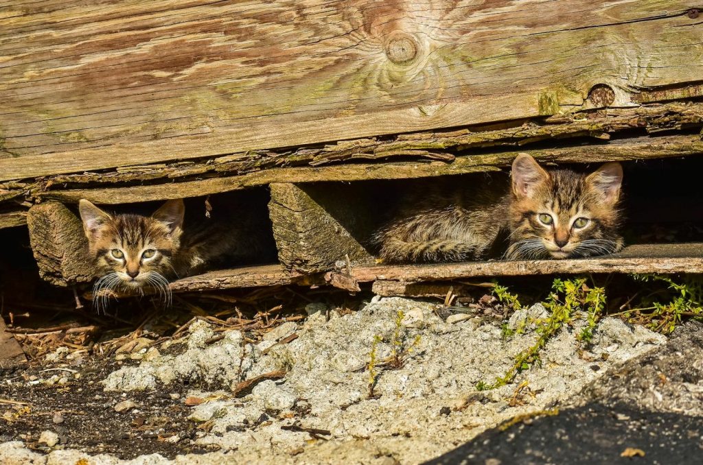 Two kittens peeking out from under a wooden shed, enjoying a sunny day outdoors.