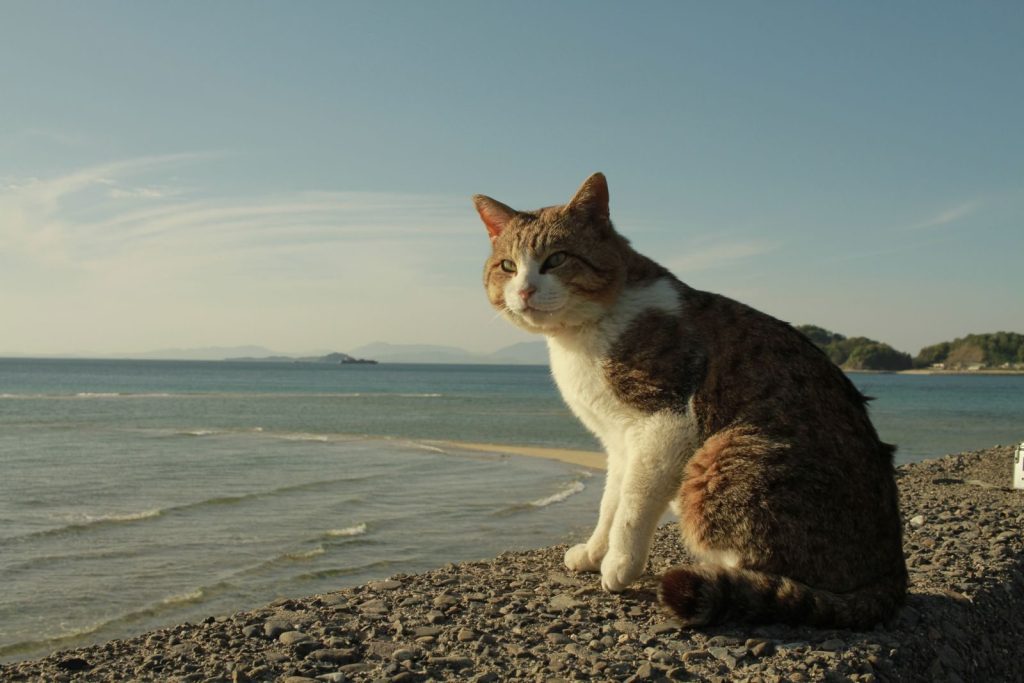 A cat sitting on a rocky shore with a calm ocean view, perfect for pet lovers.