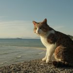 A cat sitting on a rocky shore with a calm ocean view, perfect for pet lovers.