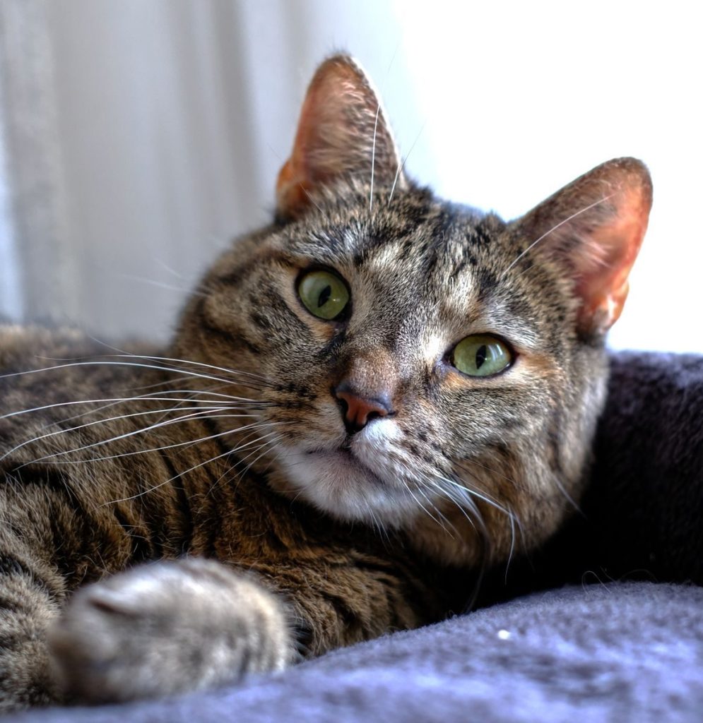 A relaxed tabby cat with green eyes resting indoors, showcasing its beautiful whiskers.