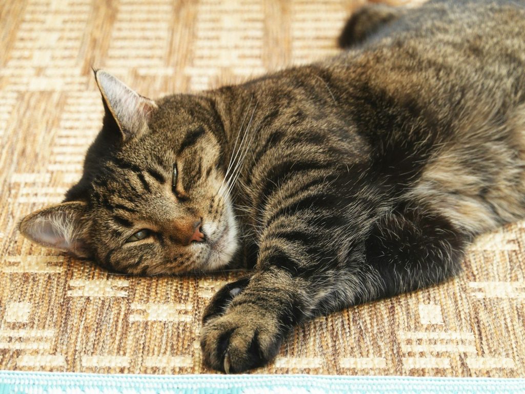 A tabby cat rests on a woven mat.