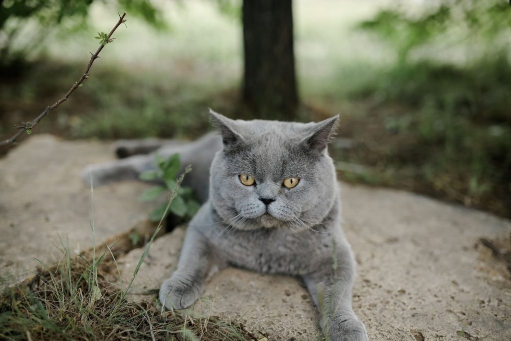 A cute gray British Shorthair cat lying outdoors with a curious expression.