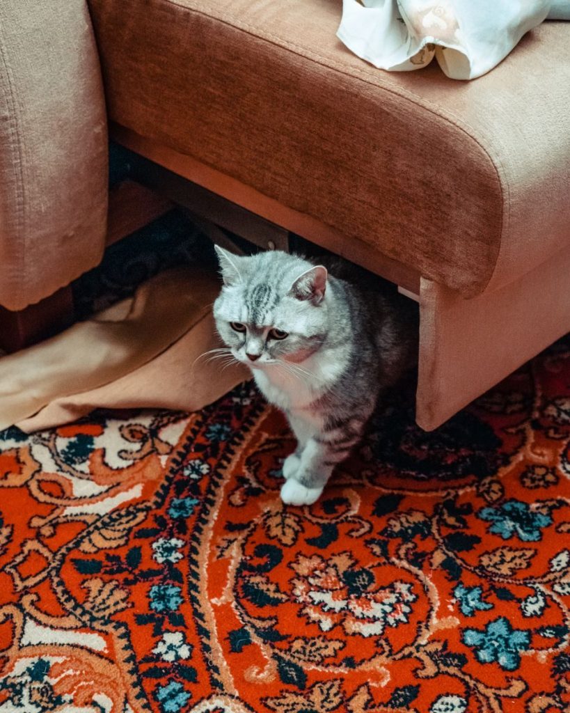 Cute Scottish Straight cat peeking from under a sofa on a patterned carpet.