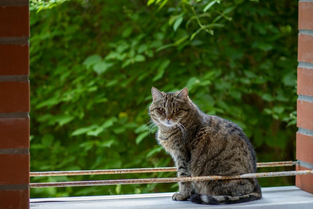 Charming tabby cat sits on a porch surrounded by lush greenery.