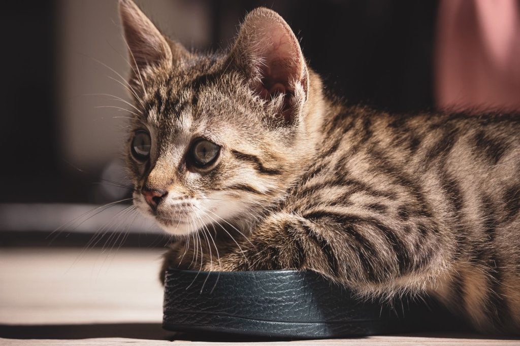 Cute tabby kitten basking in sunlight indoors, highlighting its stripes.