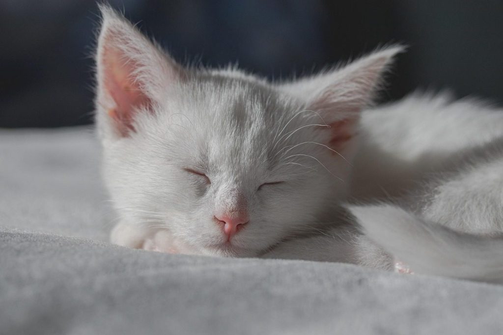 cat, kitten, sleep, cozy, cute, quiet, ears, nature, whiskers, animal, pet, domestic animal