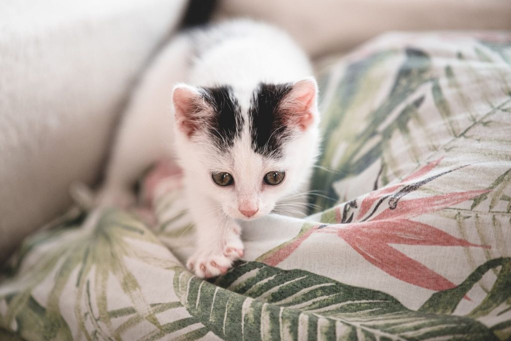 Cute black and white kitten exploring a floral cushion indoors, captured in a close-up shot.