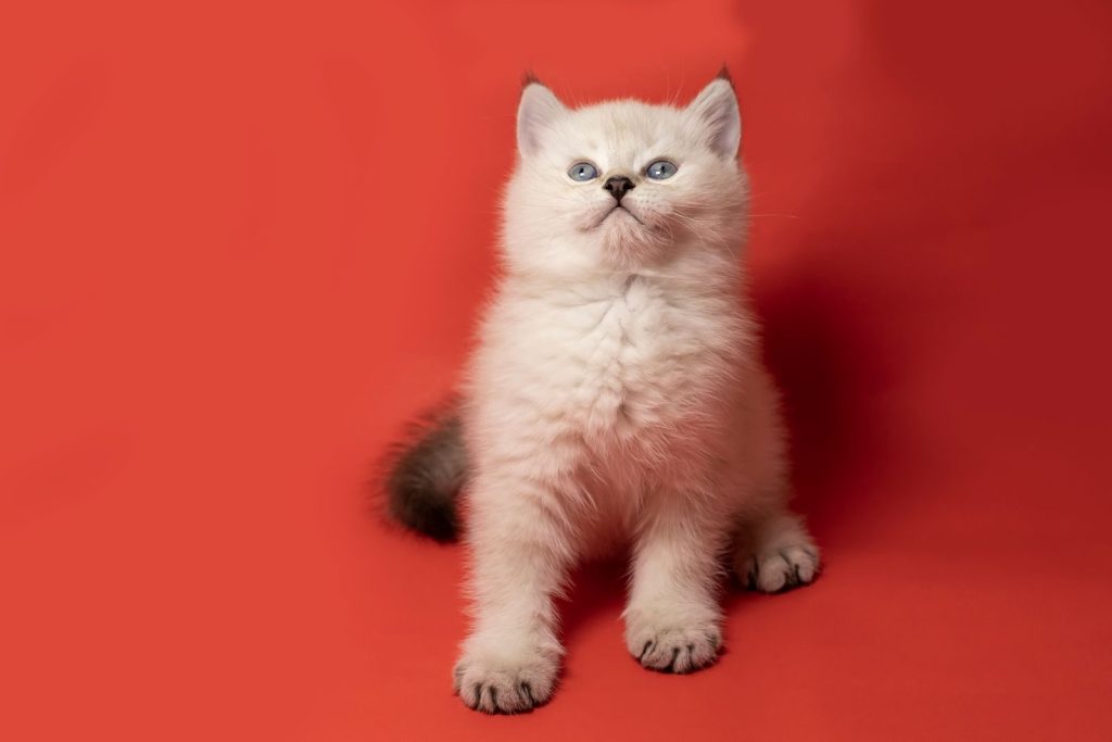 Cute white kitten sitting on a vibrant red surface with curious eyes.