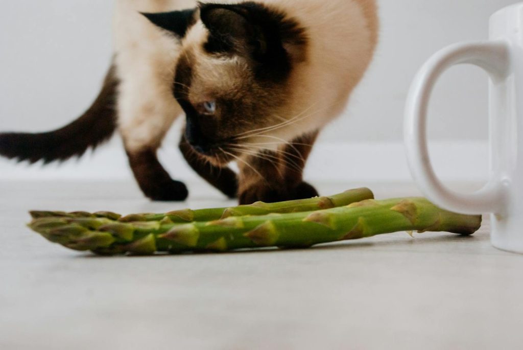 A curious Siamese cat inspects asparagus stalks beside a white ceramic mug indoors.